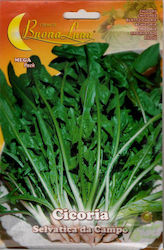 Wild Chicory 15g