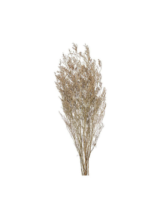 Getrocknetes Limonium Weiß 70g 60cm Rt160 Nv-500-530-160