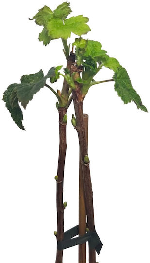 Coacăz Negru Jostaberry 50cm Coacăz Negru Jostaberry 50cm