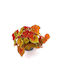 Begonia Amber Love