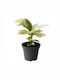 Ficus Elastica Schrijveriana