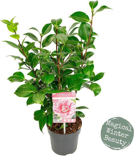 Camellia 'bonomiana' 15cm