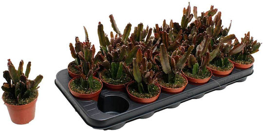 Rhipsalis Agudoensis 8.5cm
