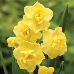 Gemma Bulb Narcissus Yellow