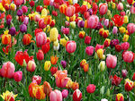 Single Color Tulip Bulbs 5 Colors