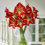 Amaryllis Bulb Bicolor Size 24/26