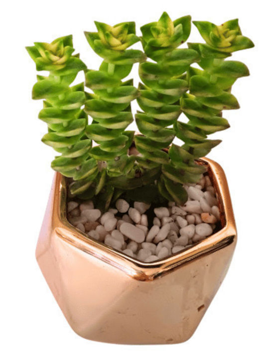 Crassula Perforata Variegata Golden