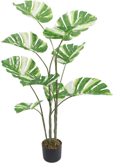 Μονστέρα σε Γλάστρα 120cm Jardi