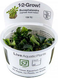 Tropica Pygmaea Ζωντανό Φυτό Ενυδρείου Bucephal...