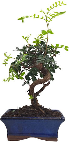 Bonsai Arbore de Mastic Pistacia Lentiscus