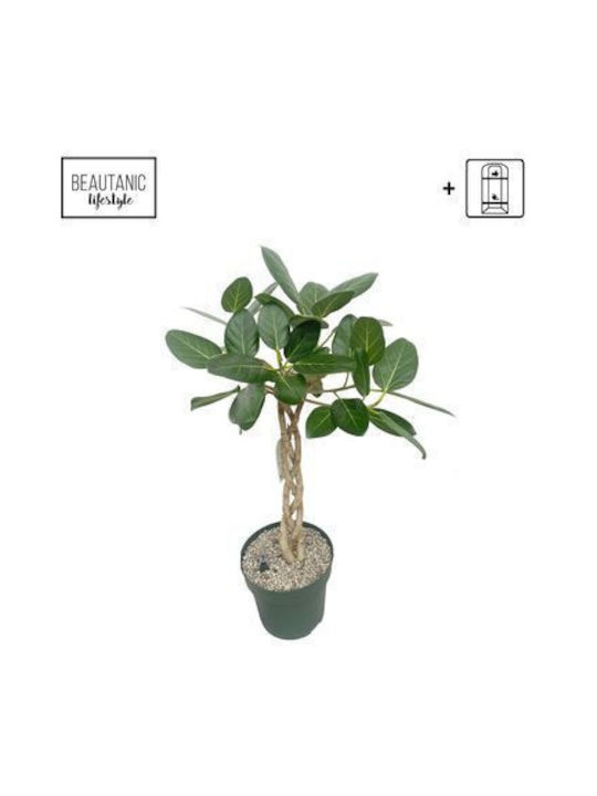 Ficus Altissima Geflochten