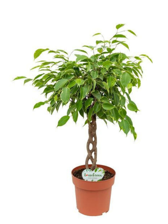 Ficus Benj Golden King Safrana Geflochten