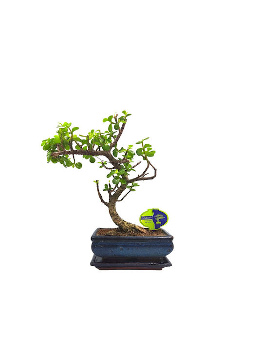 Bonsai Portulacaria Afra