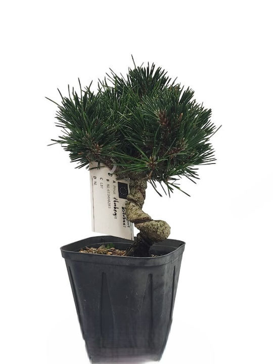 Bonsai Black Pine Kotobuki