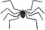 Giant Decorative Spider 103cm