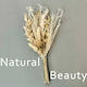 Buchet Decorativ Uscat Frumusețe Naturală
