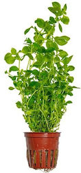 Tropica Ludwigia Palustris Verde în Ghiveci