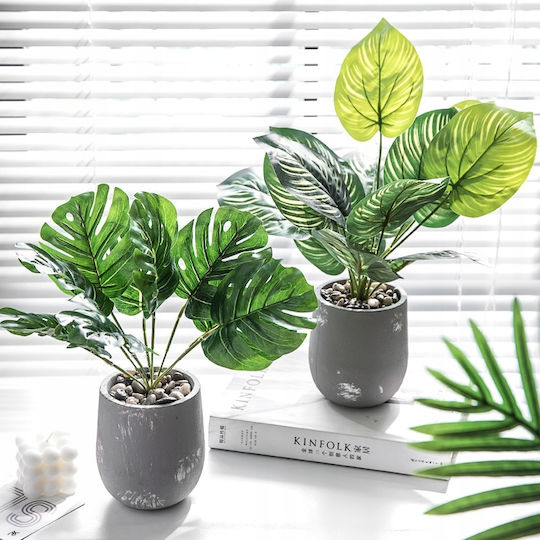 Calathea În Ghiveci Mic
