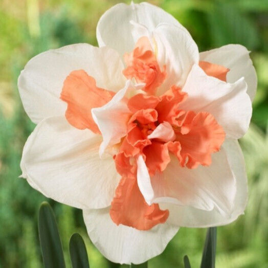 Double Narcissus Replete Double Narcissus Replete