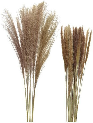 Jardi Τεχνητο Λουλουδι Αποξηραμενο Φ15x85cm - Φυσικο
