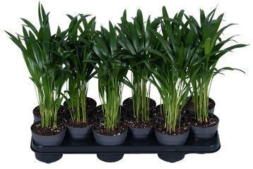 Dypsis Lutescens Areca Plant