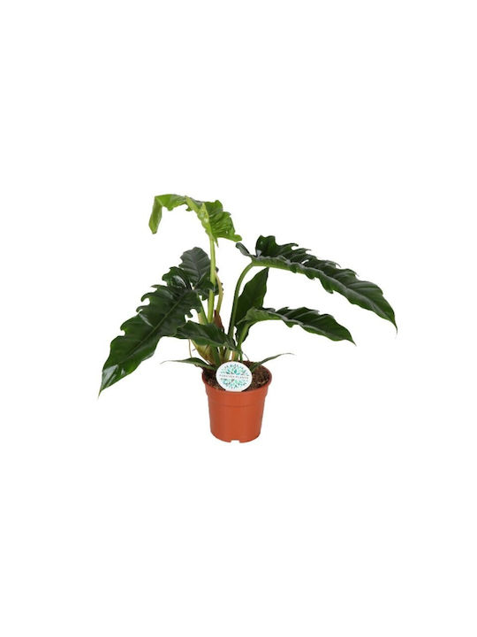 Philodendron Narrow