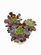 Aeonium Arboreum