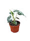 Alocasia Micholitziana Frydek Variegata