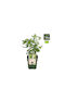Ribes 'Mr. Green' Bio 13cm