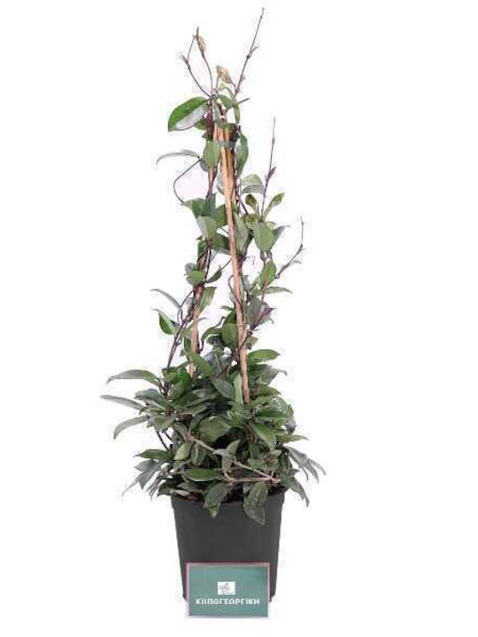 Oem Κεράκι Ή Χόγια Hoya Carnosa Αναρριχώμενο Φυτό 1.3 Lt 60/70