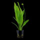 Tropica Echinodorus Bleherae Live Aquarium Plant