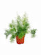 Oem Ornamental Asparagus Asparagus Densiflorus 'sprengeri' Plant 1 Lt 10/20
