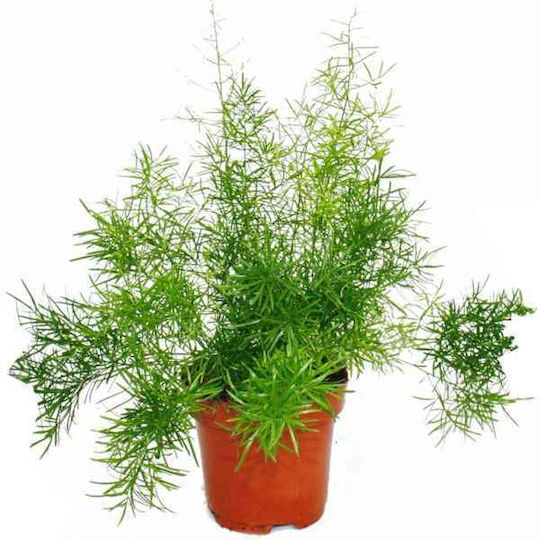 Oem Asparagus Ornamental Asparagus Densiflorus 'sprengeri' Plantă 1 L 10/20 Oem Asparagus Ornamental Asparagus Densiflorus 'sprengeri' Plantă 1 L 10/20