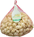 Gemma Snowball Bulb Onion White