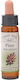 Crystal Herbs Πεύκο (pine) Flower Essence 10ml 1pcs