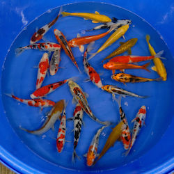 Koi Europe 20/25