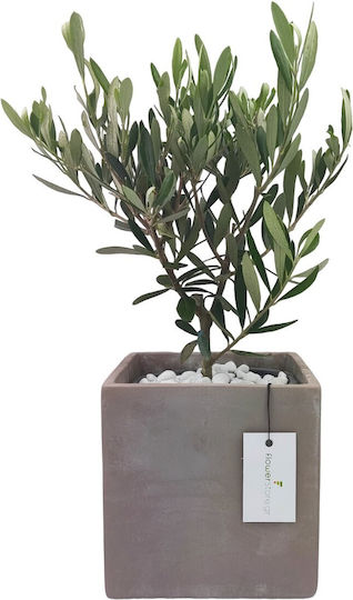 Olivenbonsai im grauen Pflanzgefäß