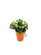 Kalanchoe Orange Pot