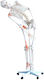 Heine Scientific Modell des menschlichen Skeletts