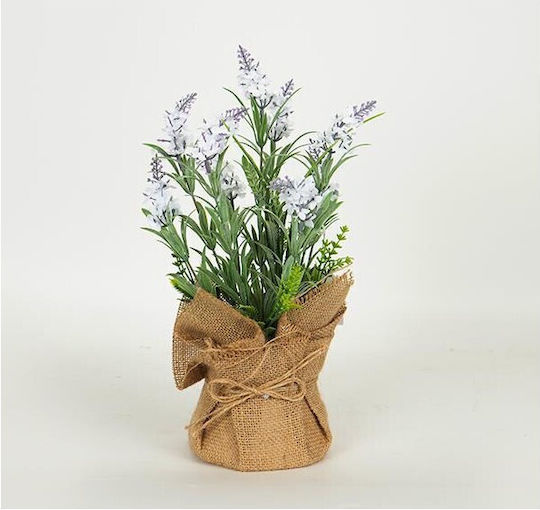 Lavender in Pot Lilac 3 Pieces
