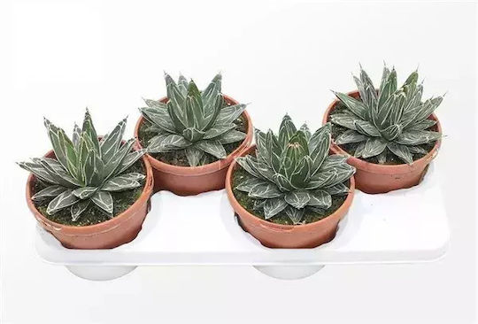 Agave Victoriae Reginae 'Königin Victoria'
