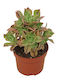 Αιώνιο Aeonium Leucoblepharum Red Stripe