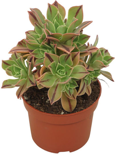 Αιώνιο Aeonium Leucoblepharum Red Stripe
