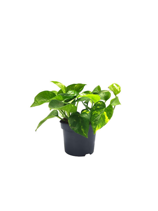 Pothos Indoor Plant