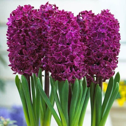 Primasem Zwiebel Hyacinthus Mangekyō