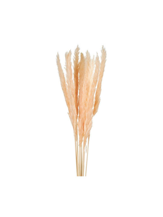 Αποξηραμένο Φυτό Pampas grass 15τμχ Nuova Vita
