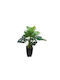 Monstera In Topfpflanze 65cm Marhome
