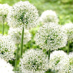 Allium Mount Bulb White