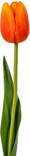 Orange Tulip Koart