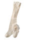 TakTakBaby Kinderstrumpfhose Champagne